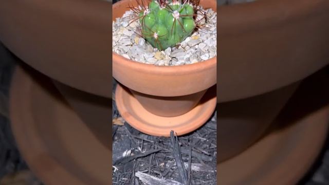 Watering thirsty baby Gymnocalycium Saglionis смотреть онлайн