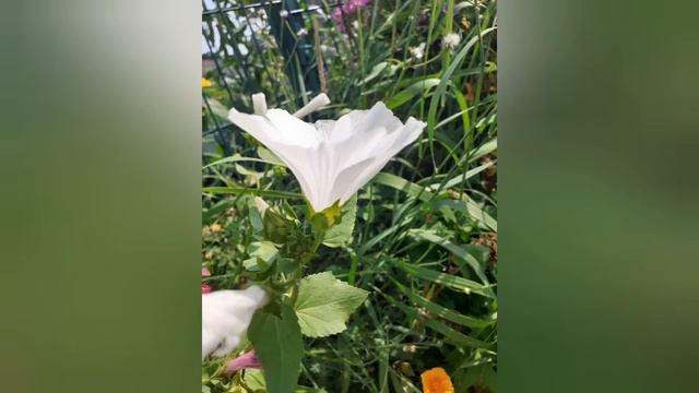 Все мои лаватеры смотреть онлайн