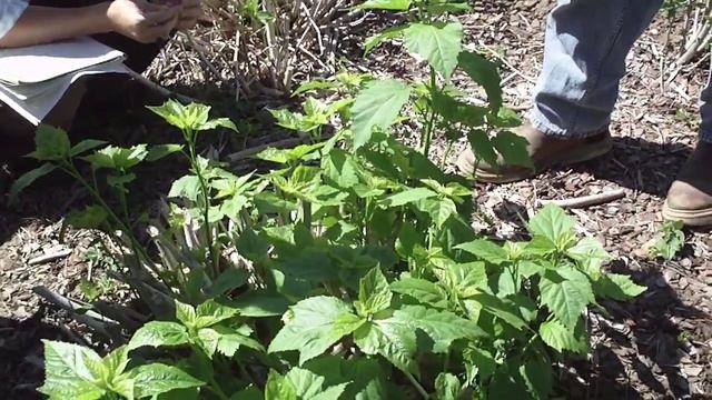 Hibiscus moscheutos 芙蓉葵 смотреть онлайн