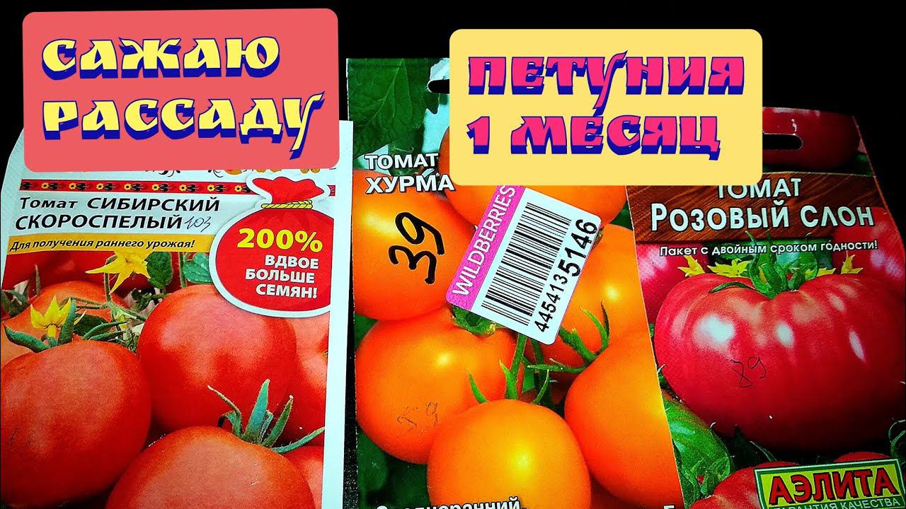 Посадка рассады помидор:сибирский скороспелый,хурма,розовый слон/Рассада петуний через месяц 28.02 смотреть онлайн