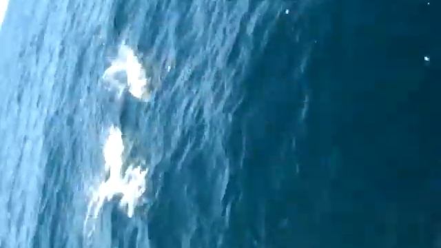channel islands dolphins 2 смотреть онлайн