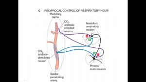 Гуморальная регуляция дыхания. Периферические и центральные хеморецепторы.