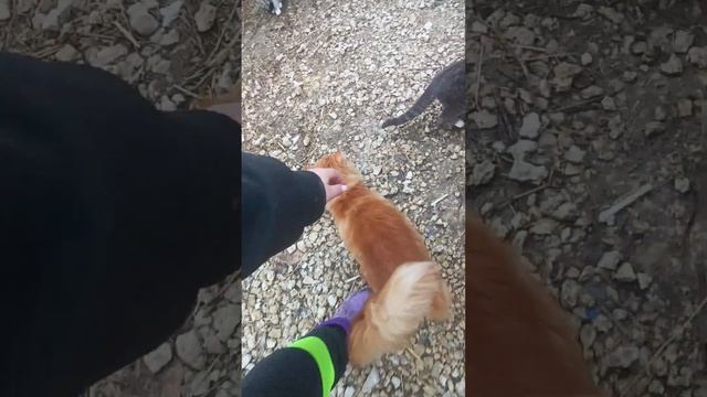 #ямыилюша #енотики #raccoon #животные смотреть онлайн