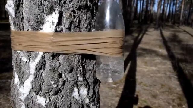 Вторая попытка добыть березовый сок Почему он оранжевый? Прикол #типичныйблогер смотреть онлайн