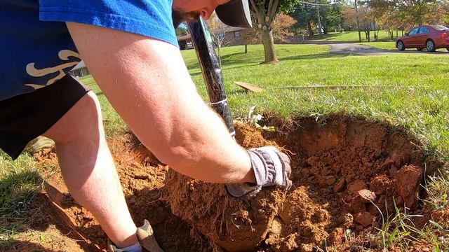 How to plant a burlap and wire basket tulip poplar tree - Liriodendron tulipifera смотреть онлайн