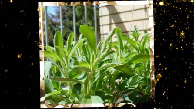 Stevia Rebaudiana natural non-caloric sweetener смотреть онлайн