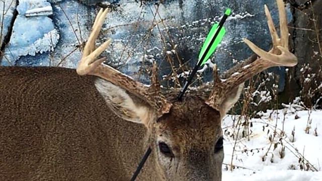 Женщина заметила оленя с чем-то торчащим из головы! Было трудно поверить в то, что произошло! смотреть онлайн