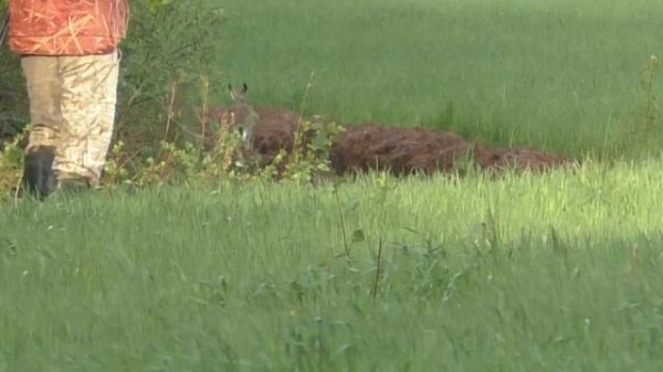 Охота на косулю в Белоруссии. Ржавый Blaser. Тепловизор iRay .