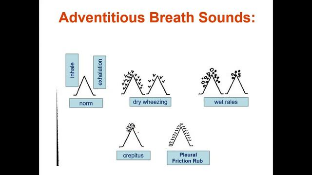 Auscultation of organs of a healthy patient (lungs, heart) смотреть онлайн