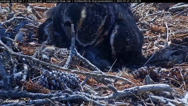 Savannah Great Horned Owls_Mom feeds little chick_very sweet /Мама кормит кроху_очень мило 21.02.22 смотреть онлайн