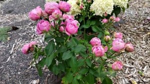 роза Мисти баблз