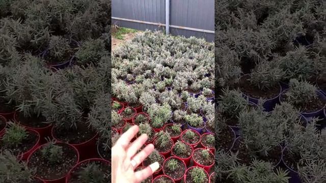 Зимостойкая Лаванда!!!В сезоне 2022г. Манстэд("Мюстед"), Розеа(розовая), Арктик Сноу(белая), Хидкот смотреть онлайн