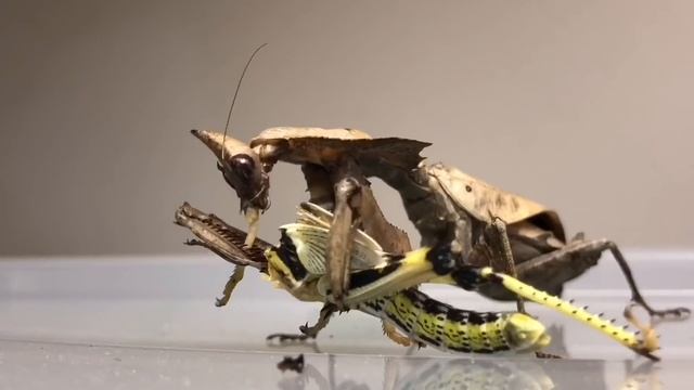 Praying Mantis eating a whole Locust ( TIMELAPSE 3 Hours in 1:30min ! ) смотреть онлайн