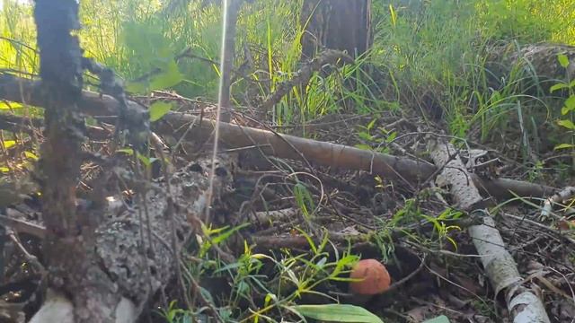 Грибные новости 5 июля ! Собираю ГОРЧАК ! Грибы 2021 ! смотреть онлайн