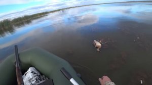 Охота на утку  2023 - с лодки