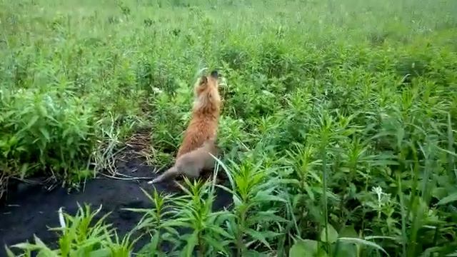 Лиса Маня с одним из своих лисят. смотреть онлайн