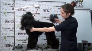 Мастер класс Груминг пуделя. Стрижка пуделя.