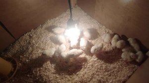 Температура и освещение для цыплят в первые дни жизни