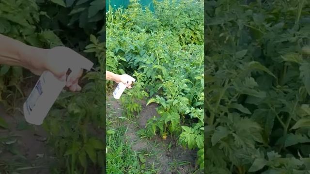 Обработка помидор раствором Баньо для профилактики от фитофторы, мучнистой росы смотреть онлайн