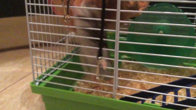 Как хомячки залезают в гамак и не только! смотреть онлайн