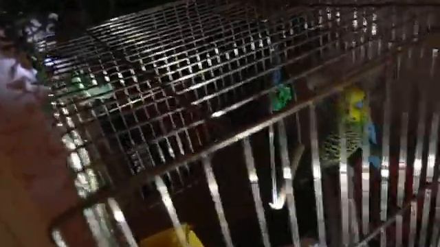Парное содержание волнистых попугаев. Или нужно ли попугаю заводить пару смотреть онлайн