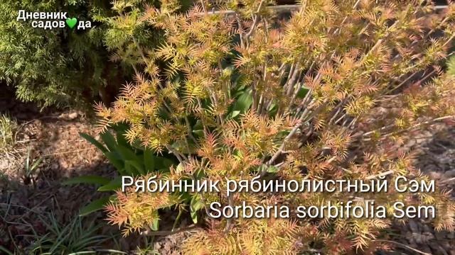 Обзор сада | Весна’23 | Растения подписаны | ХВОЙНЫЕ МНОГОЛЕТНИКИ КУСТАРНИКИ ЛУКОВИЧНЫЕ смотреть онлайн