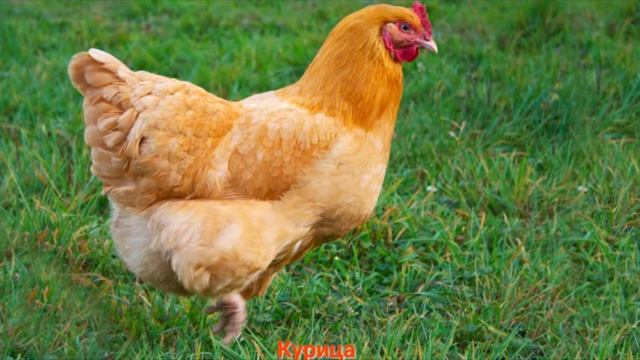 Домашние животные с описанием для детей! смотреть онлайн