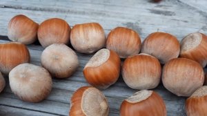 ФУНДУК . ЛУЧШИЕ СОРТА .