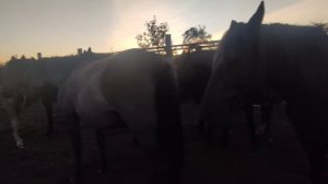 Вечерняя перекличка.| Табунное коневодство