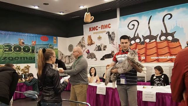 BARSIK - Kurilian Bobtail смотреть онлайн