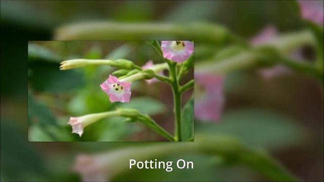 How To Grow Nicotiana From Seed