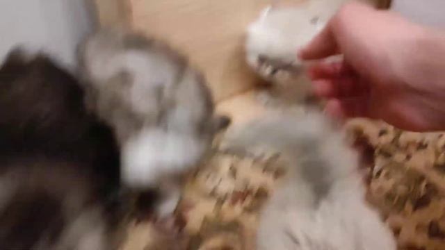 рождественские котята чистокровные персы смотреть онлайн