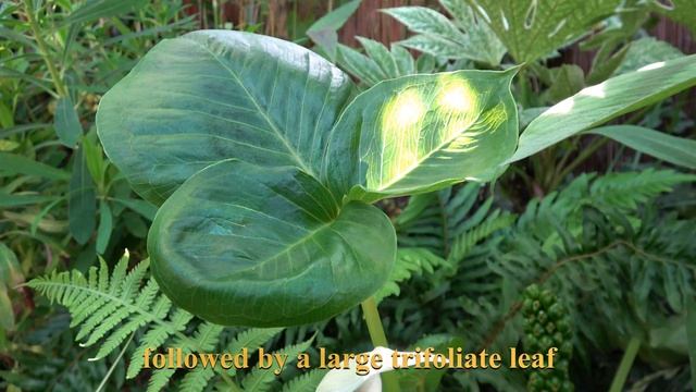 Arisaema candidissimum смотреть онлайн