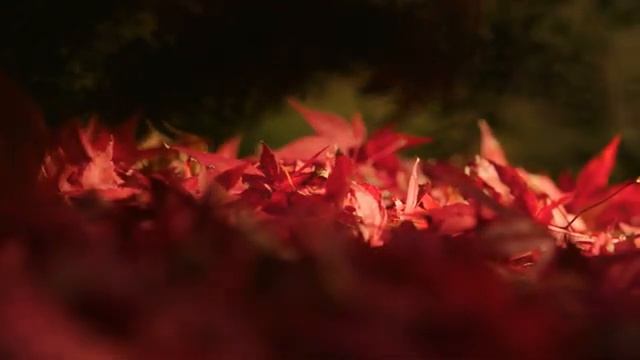 Успокаивающая осень ? Музыка лечит сердце ? лечебная музыка для сердца и радует душу смотреть онлайн