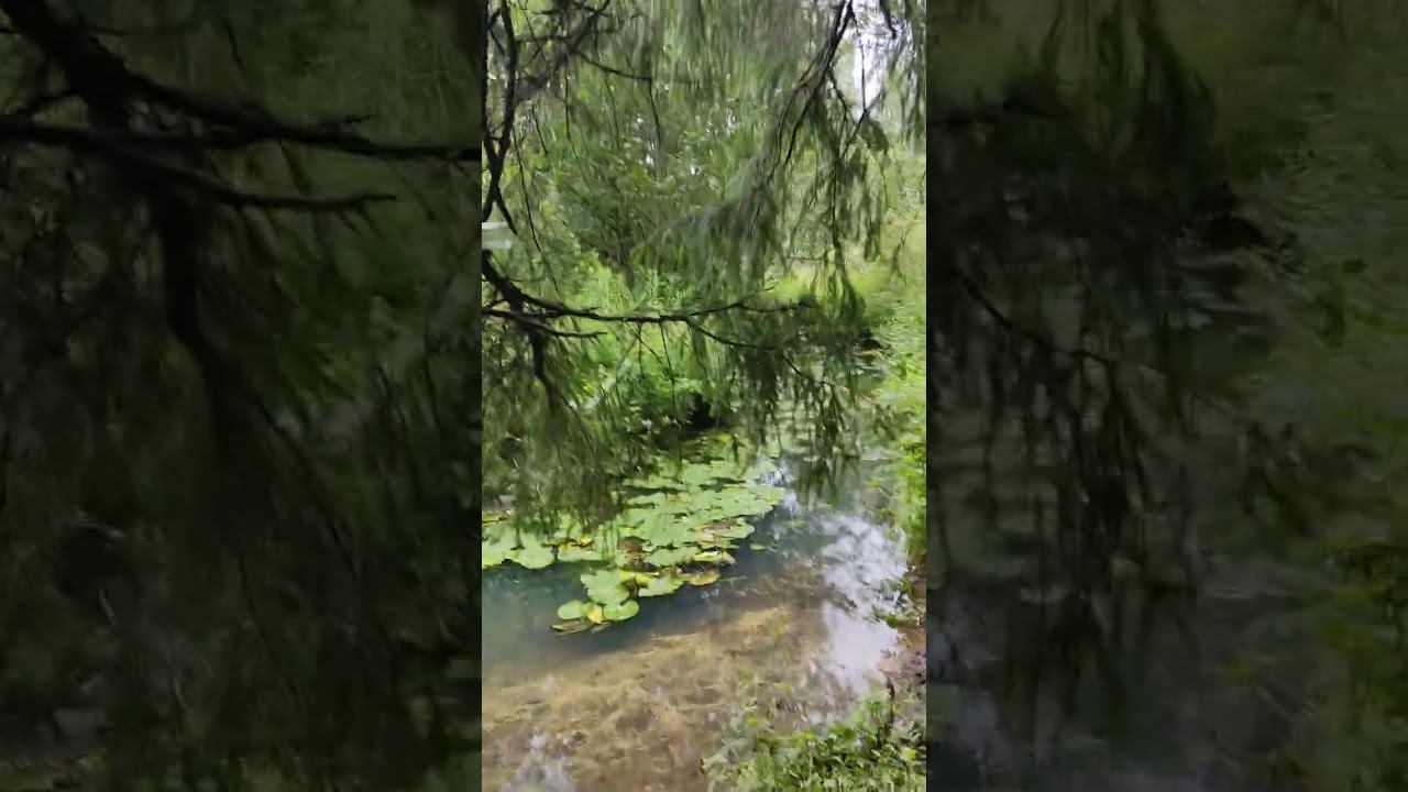#Naturesa #shorts смотреть онлайн