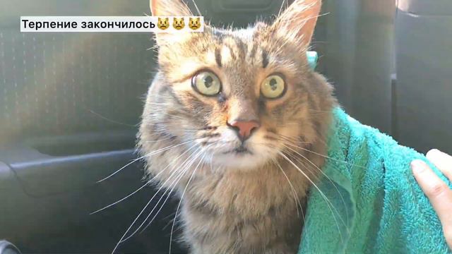 Как перевезти кота в машине в жару Приколы с котами Смешные животные Смешные коты смотреть онлайн