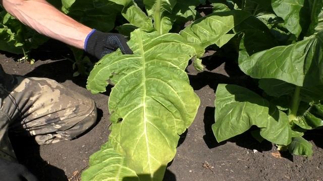 Созревание листа и первая ломка сорт Табака Вирджиния Голд Германия. смотреть онлайн