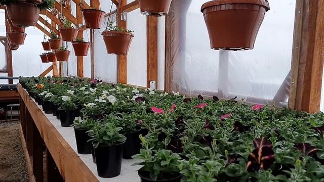 Обзор зимних теплиц + пересадка 10 000 корней алиссума медового . смотреть онлайн