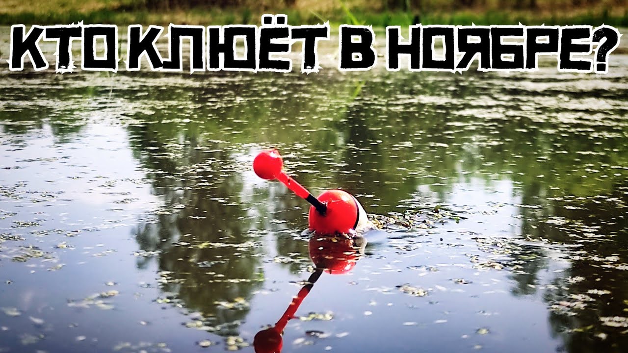 НЕ ДУМАЛ ТАК НАРВАТЬСЯ! ОНИ одурели в конце ОСЕНИ! Жирный карась на поплавок! смотреть онлайн