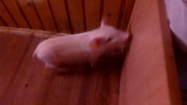 как и чем выкормить поросенка с первых дней без свиноматки Сколько раз кормить поросят в сутки смотреть онлайн