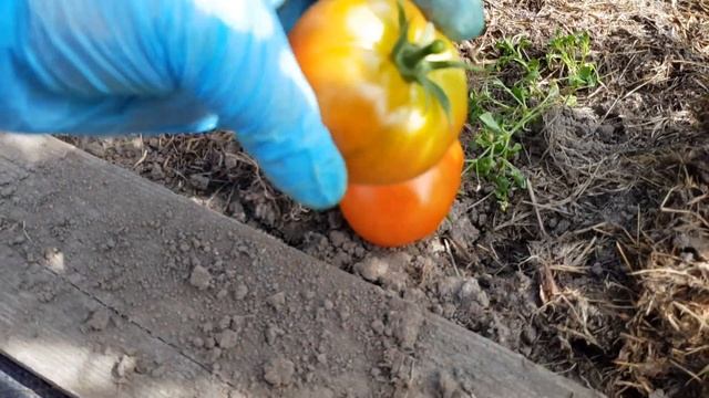 Томат Ель серебристая смотреть онлайн