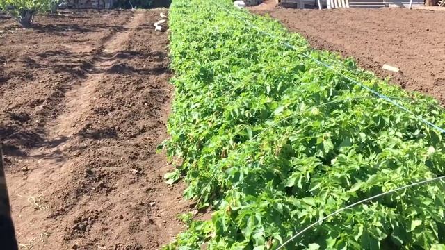 Суперранний картофель к маю!!! Метод выращивания от А до Я смотреть онлайн