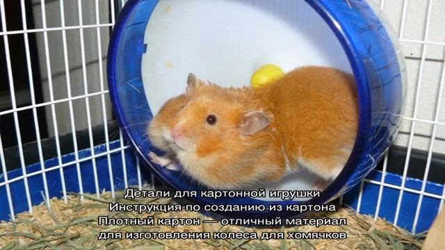 Колесо для хомяка своими руками — пошаговая инструкция смотреть онлайн