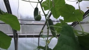 ? Огурец Амур F1| НАРОДНЫЙ ВЫБОР| Знатный трудяга