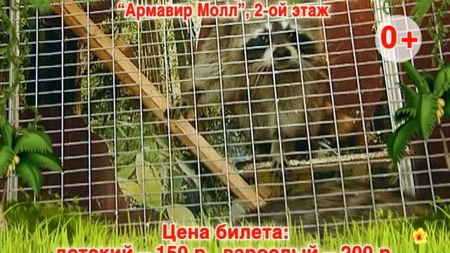 В Армавире жители смогут увидеть удивительных животных в контактном зоопарке смотреть онлайн