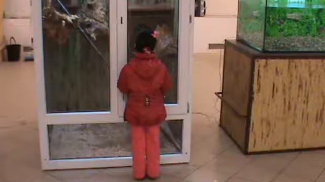 путешествие в террариум! смотреть онлайн