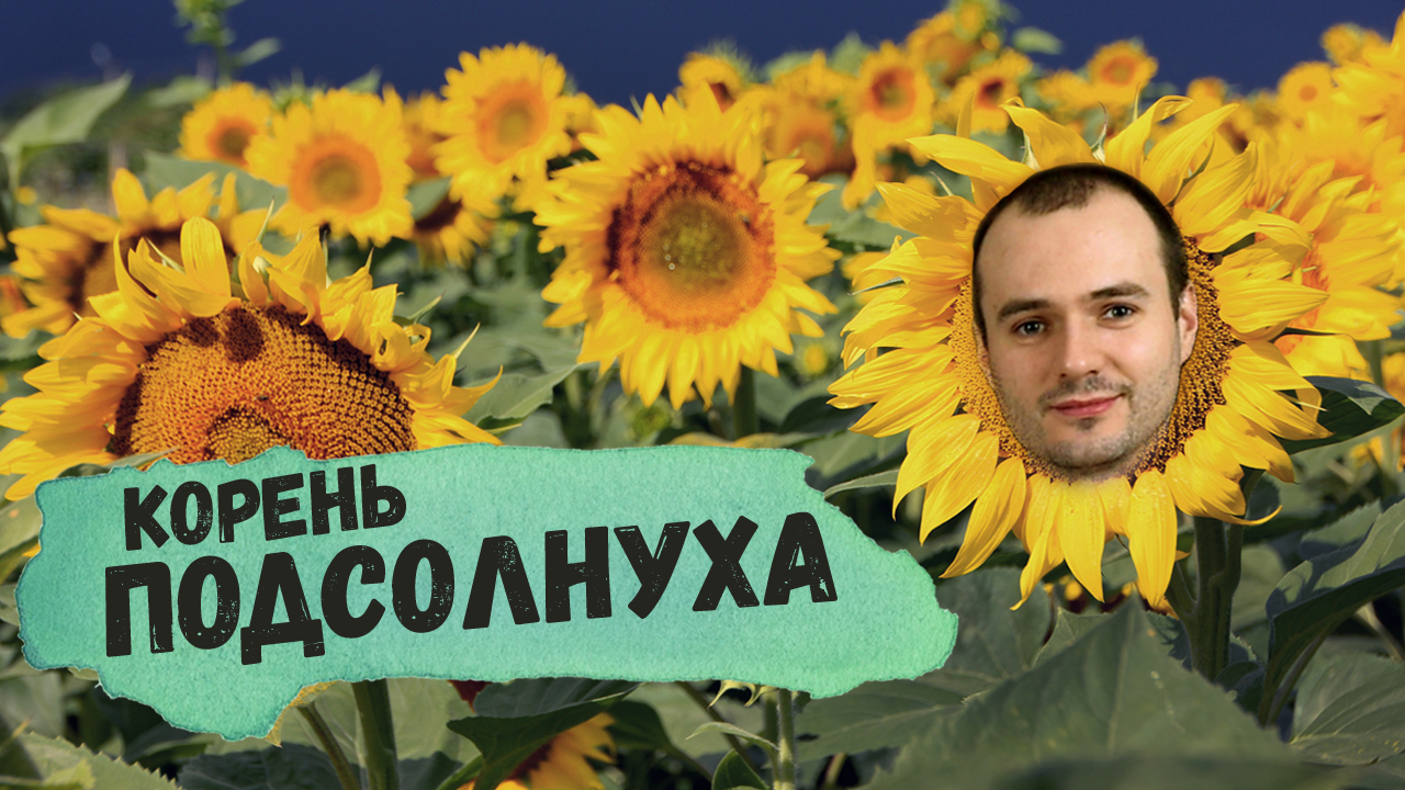 КОРЕНЬ ПОДСОЛНЕЧНИКА (подсолнуха): как заготавливать, польза, способы применения смотреть онлайн