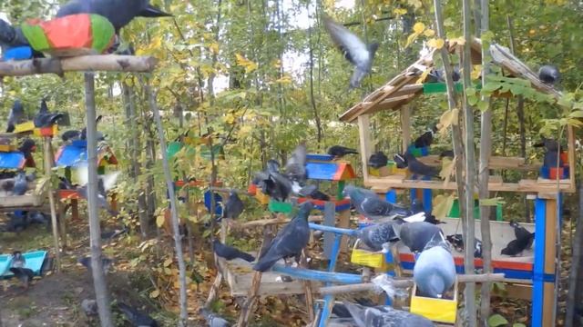 ГОЛУБИ ЛЕНИНСКИЙ ПАРК НА НЕФТЯНИКЕ ХАБАРОВСК Ролик 3 смотреть онлайн