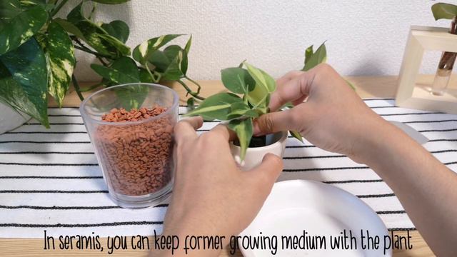 Repotting Philodendron Basil In Seramis Clay