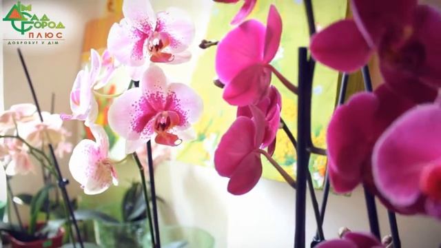 Отзыв о компании Дім Сад Город плюс. Сеть магазинов "Камелия" флорист Наталия Петровская смотреть онлайн